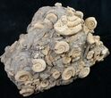 Large Dactylioceras Ammonite Cluster - Germany #8829-3